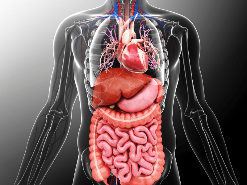 Médicos Especialistas